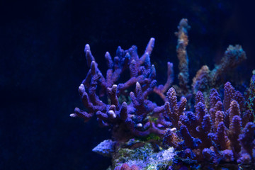  Acropora, SPS hard coral