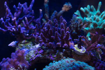  Acropora, SPS hard coral