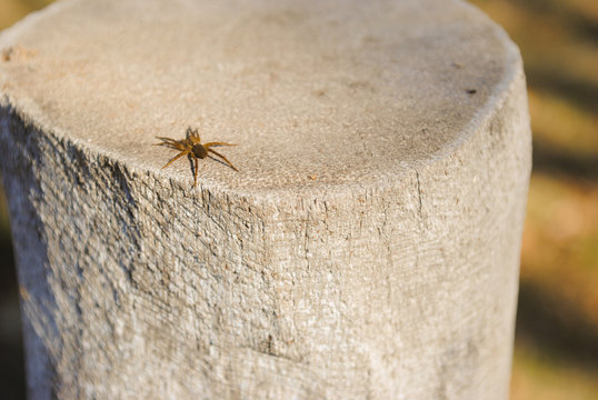 Peque&ntilde;a ara&ntilde;a