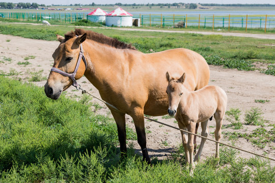Small horse with mother
