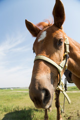 Close-up of a nose of a young brown horse