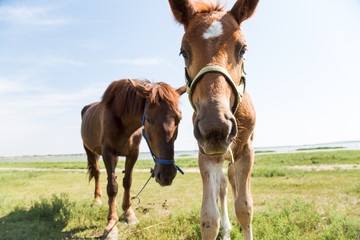 Obraz premium Closeup of young horse with blue sky