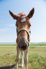 Closeup of young horse with blue sky