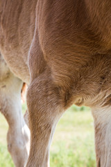 Close up of wild pony, part of body