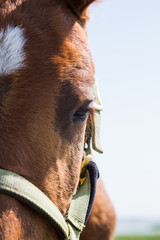 Pony closeup, and looking at camera
