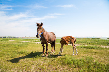 Horse Mare with Foal, mother and baby, Farm Animal on field with blue sky      