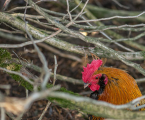 Domestic  Chicken at St-Edouard Zoo