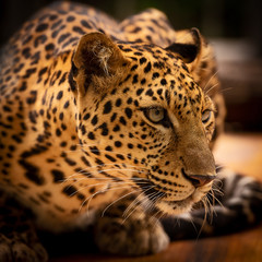 Close up Leopard.