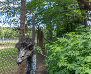 Ostrich with Some King of a Serious Look