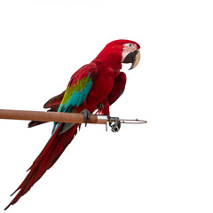A beautiful Parrot.