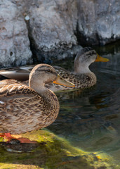 Brown Duck on a Rock