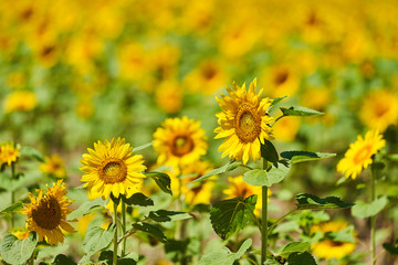 北竜町ひまわりの里のヒマワリ