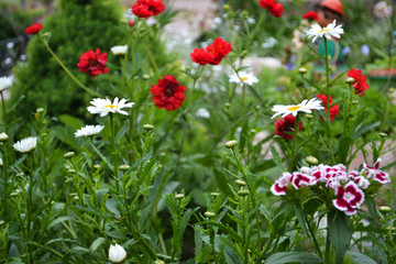 flower, nature, flowers, plant, garden, summer, green, spring, field, red, white, bloom, flora, beauty, beautiful, color, petal, floral