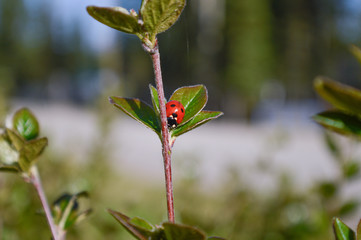Ladybug