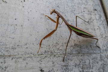 Lone Mantis