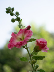 Two Medium Pink Hollyhock Flowers on a Stem photographed with a shallow depth of field. 