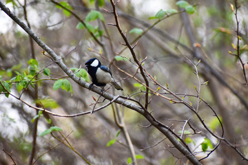 Naklejka premium 早春の暗い森のシジュウカラ