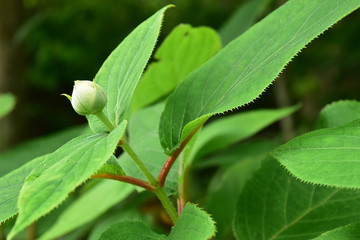 タマアジサイのつぼみ