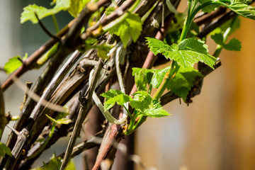 Grape growing in the vineyard. Selective focus.