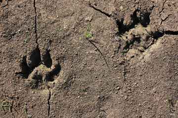 Traces of a wolf on earth