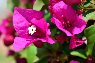 Bougainvilleablüte