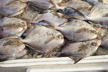 fresh fish in the market