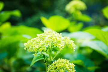 Hydrangea in the garden. Selective focus.
