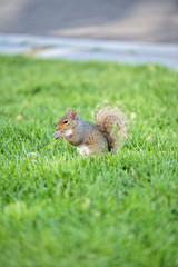 Naklejka na ściany i meble a squirrel eats in a public park in Boston Commons