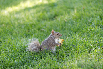 a squirrel eats in a public park in Boston Commons