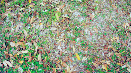 Grass with leafs on ground yellow leafs and dried leafs