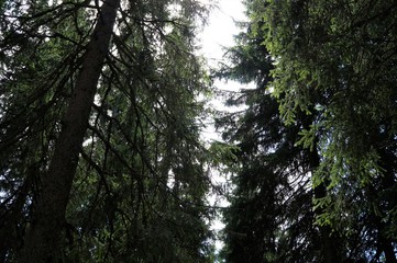 Wald,Waldweg
