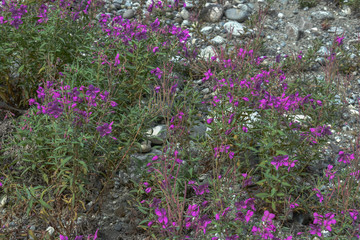 Obraz premium Alaska Wild Flowers and Plants