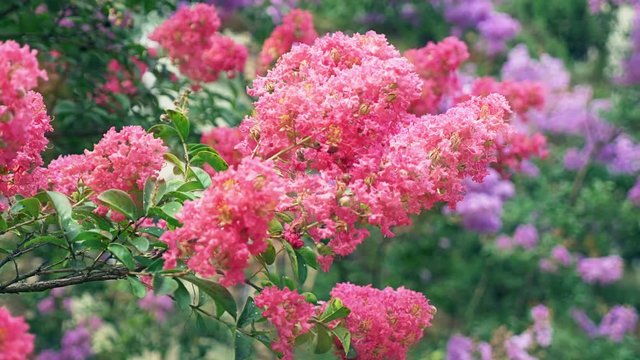 Lagerstroemia indica flower is a large bouquet of purple hanging from the tree. Lagerstroemia indica from spring with natural sunlight. 4k, stadikam