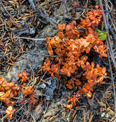 Alaska Wild Flowers and Plants