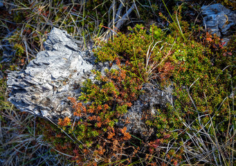 Alaska Wild Flowers and Plants
