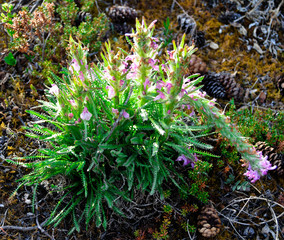 Alaska Wild Flowers and Plants