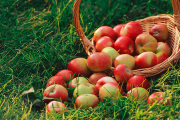 Apples scattered from basket on grass. Apple picking concept. August, fall, autumn harvesting, oschard