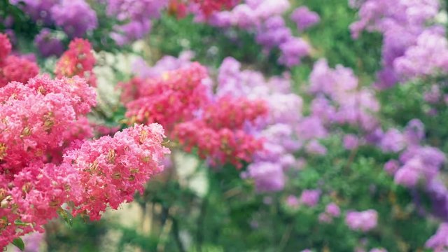 Lagerstroemia indica flower is a large bouquet of purple hanging from the tree. Lagerstroemia indica from spring with natural sunlight. 4k, stadikam