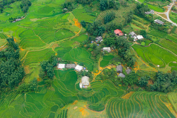 Terraced rice fields in harvest season, Muong Hoa Valley, Sappa, Northern Vietnam