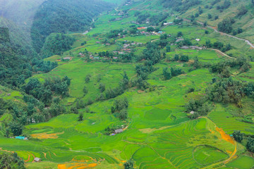 Terraced rice fields in harvest season, Muong Hoa Valley, Sappa, Northern Vietnam