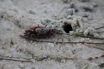 Crab in the sand