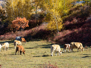 Inner Mongolia grassland in China