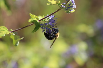 Bee on a flower