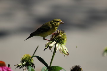 Bird on thistle