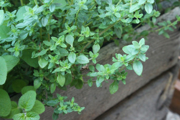 Fototapeta na wymiar zioła prosto z ogródka