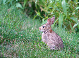 close up on wild rabbit on the lawn