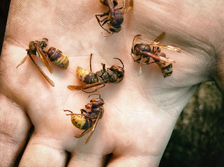 Bunch of dead hornets