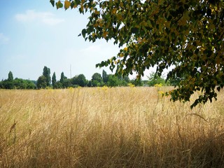 Landscape of a yellow dried out crop field with trees and a bright blue sky.