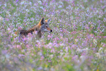 Coyote (Canis latrans)