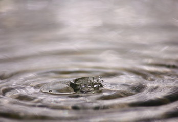 beautiful fresh water drops in fresh nature